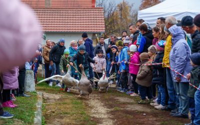 November 7. – Márton nap a Rókus pincéknél